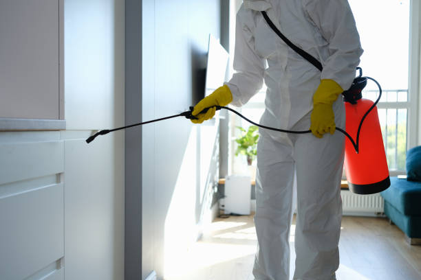 Why You Should Choose Our Mold Remediation Services in South Bay, FL